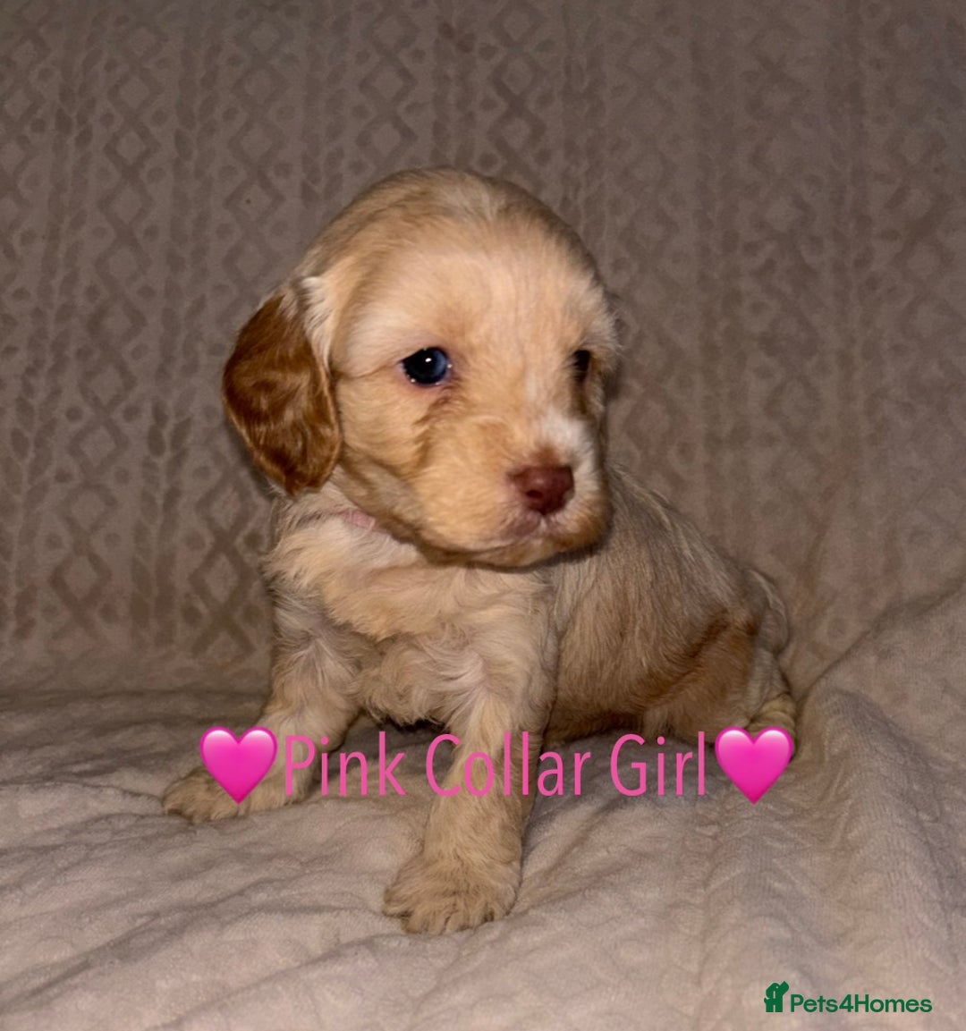 Cavapoo dogs for sale: 🐶 F1 CAVAPOO PUPPIES HEALTH TESTED PARENTS 🐶 - Advert 20