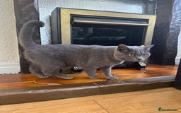 British Shorthair cats for sale: British short hair cat - Image 5