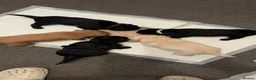 Mixed Breed dogs for sale: Bordoodle x Labrador Puppies  - Advert 24