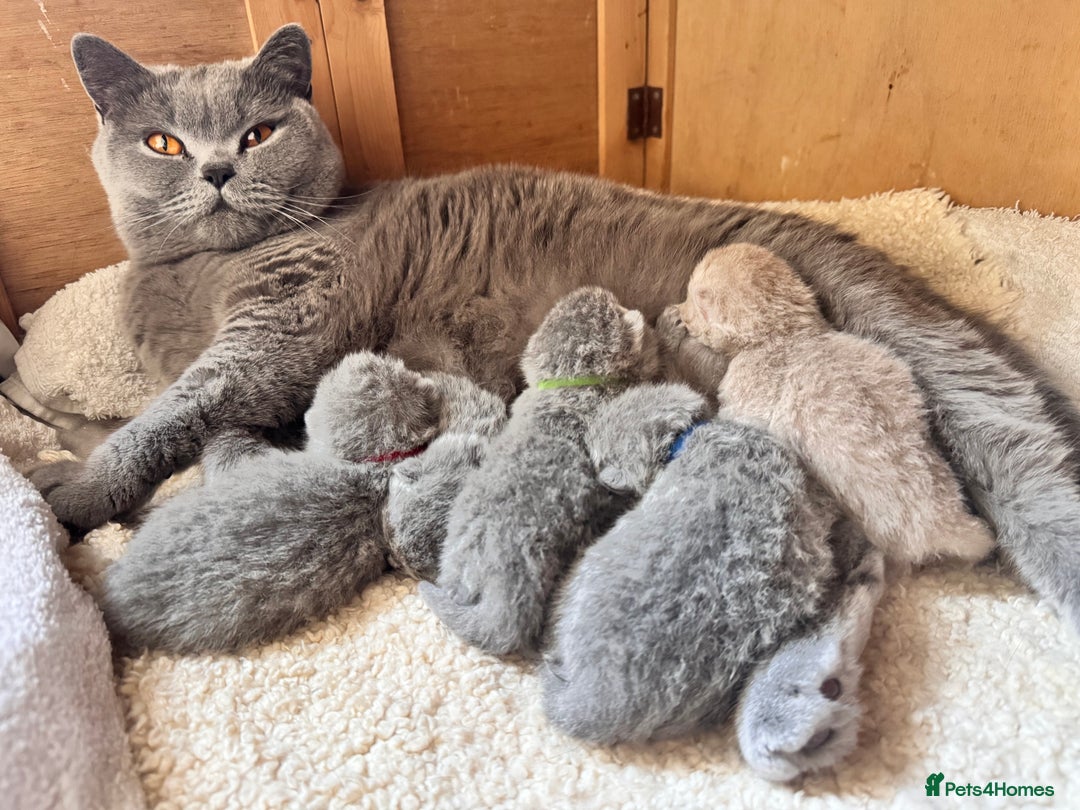 British Shorthair cats for sale: IGRCH Sired GCCF reg British Shorthair Kittens  - Image 3