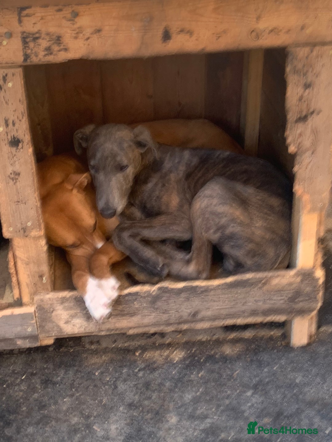 Lurcher dogs for sale: Collie Whippet grey x bull greyhound  - Image 11