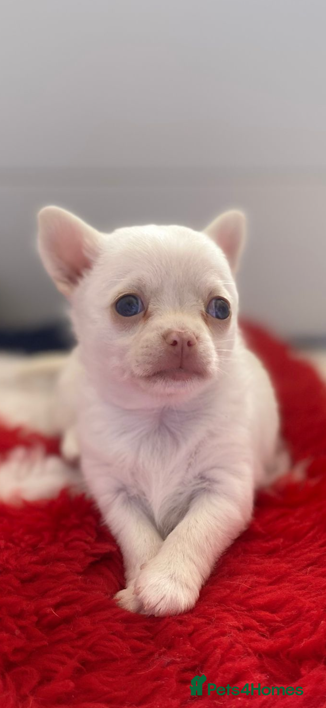 Chihuahua dogs for sale: XS Chocolate and Tan wrapped in Cream Boy  - Image 12