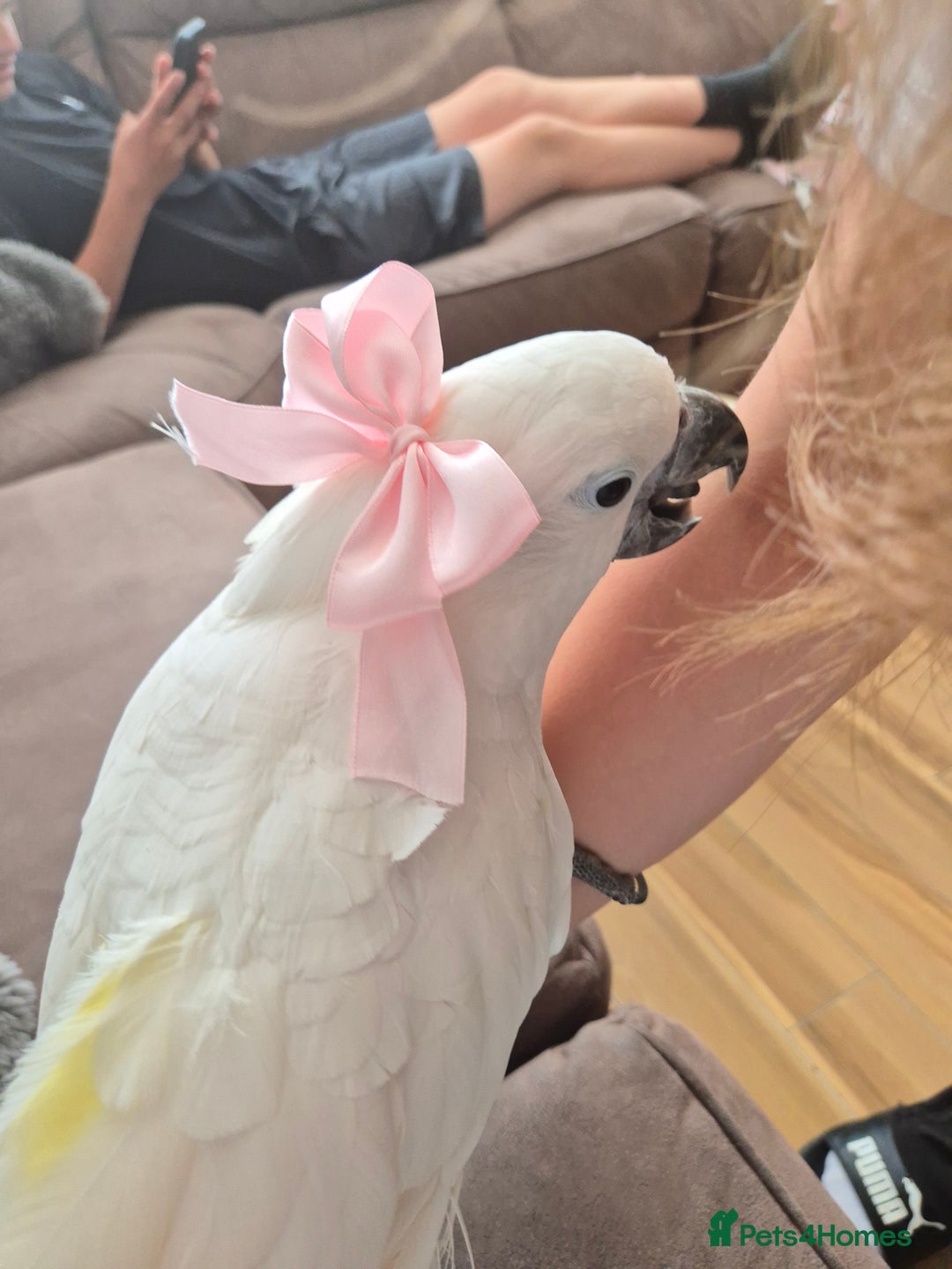 Cockatoo birds for sale: Very friendly Umbrella Cockatoo and cage - Image 1