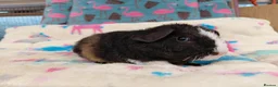 Guinea Pig rodents for sale: Baby Boars in longhaired breeds & teddies  - Advert 22