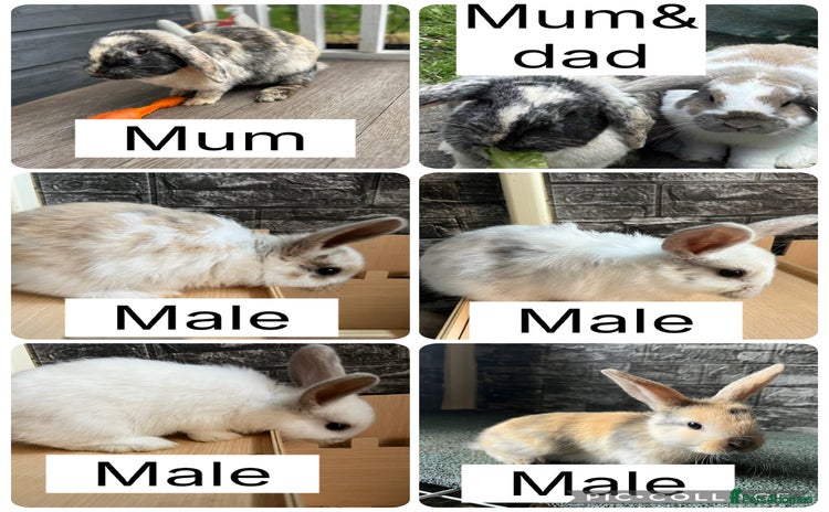Mini Lop rabbits - Advert 19