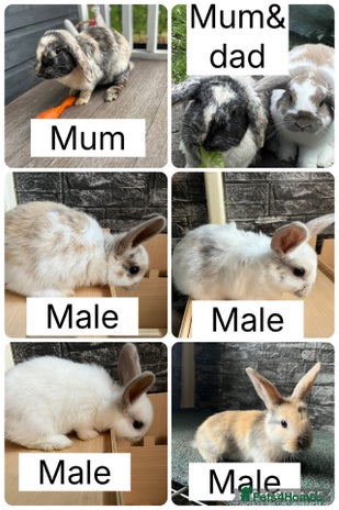 Mini Lop rabbits - Advert 5