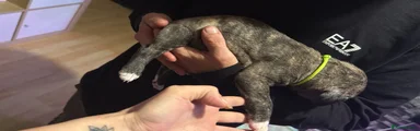 American Bulldog 3