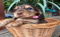 Cocker Spaniel dogs for sale: Beautiful Show Type KC registered Cocker Spaniels  - Image 19
