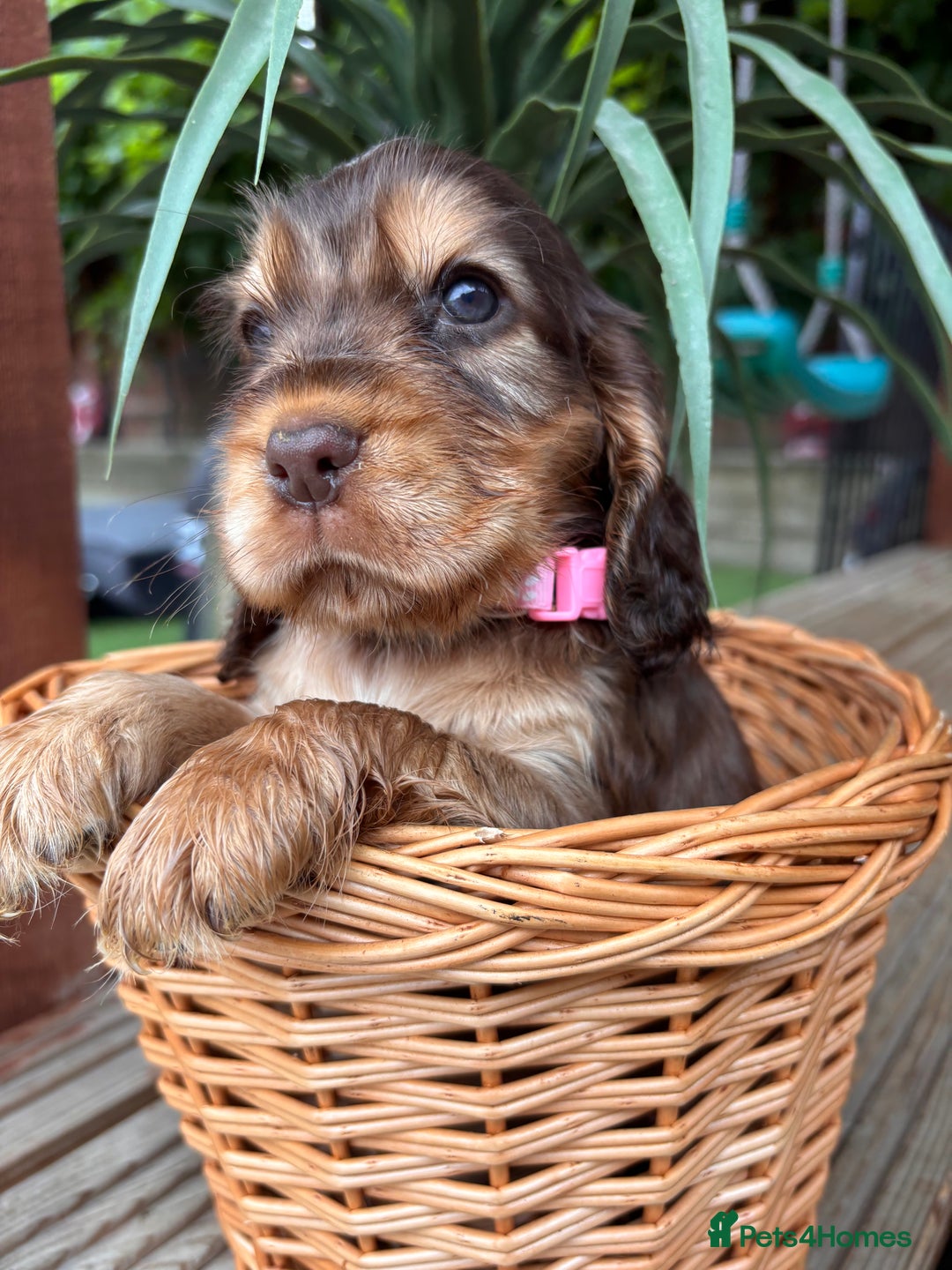 Cocker Spaniel dogs for sale: Beautiful Show Type KC registered Cocker Spaniels  - Image 19