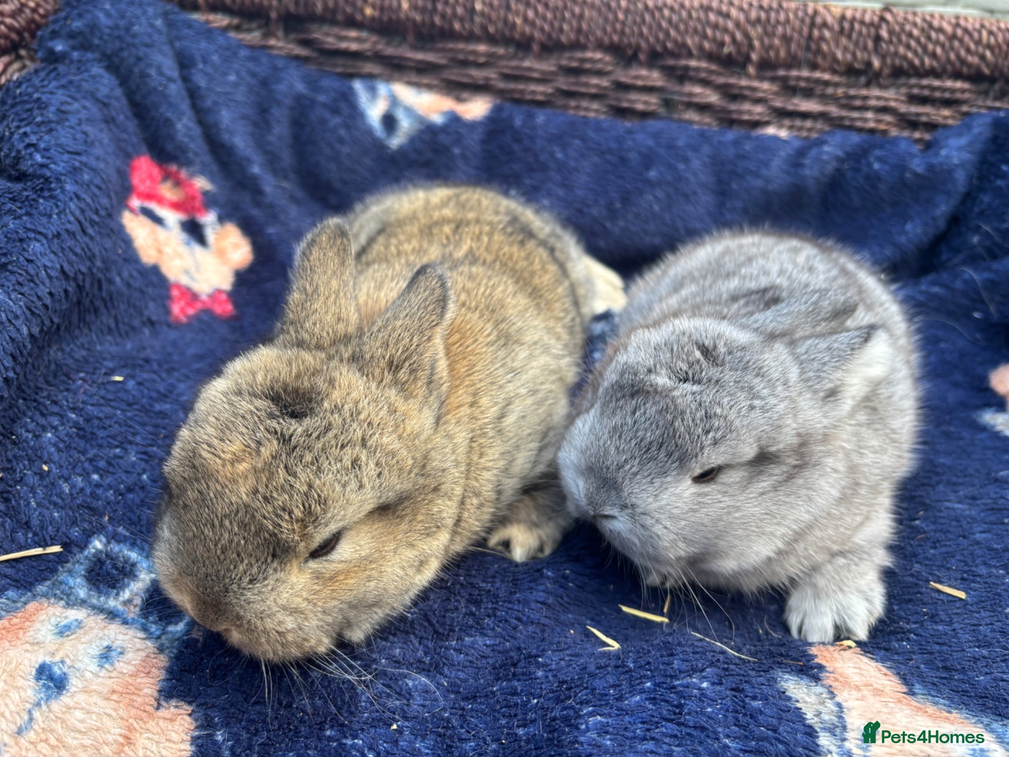 Mixed Breed rabbits Two French x mini lops  - Advert 2