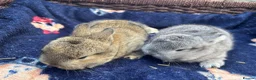 Mixed Breed rabbits for sale: Two French x mini lops  - Advert 1