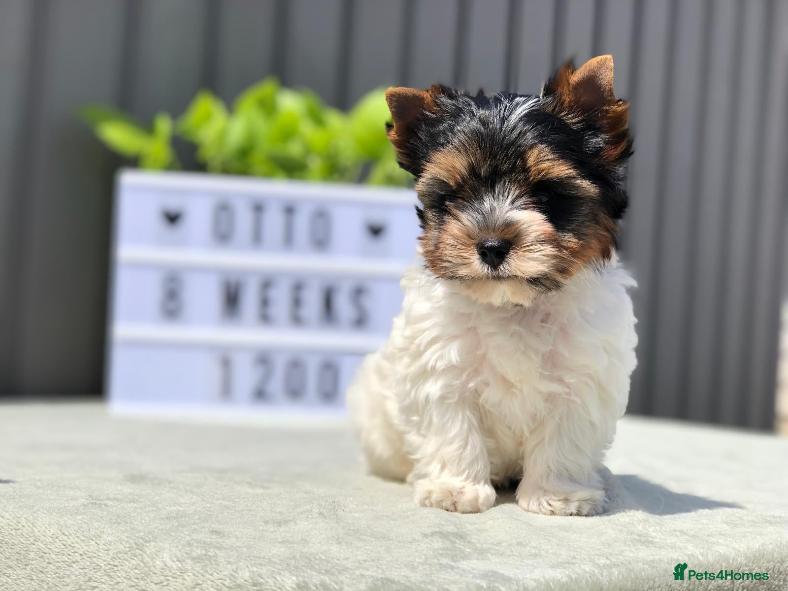 Biewer Terrier dogs One boy left Biewer Terriers! - Advert 1