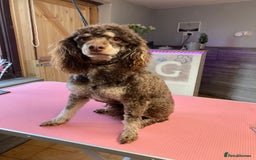 Miniature Poodle dogs for sale: Poodle x last girl fully vaccinated  - Advert 1