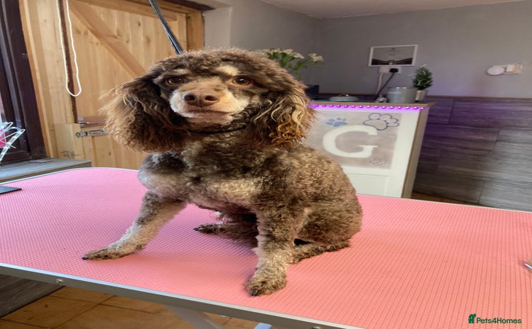 Miniature Poodle dogs Poodle x last girl fully vaccinated  - Advert 1