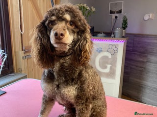 Miniature Poodle dogs Poodle x last girl fully vaccinated - Advert 1