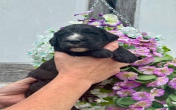 Saint Bernard dogs for sale: F1 st doodles puppies for sale - Image 15
