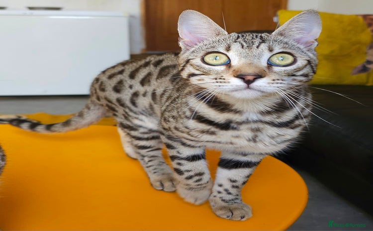 Bengal cats Gorgeous Brown Rosetted Boy Available  - Advert 1