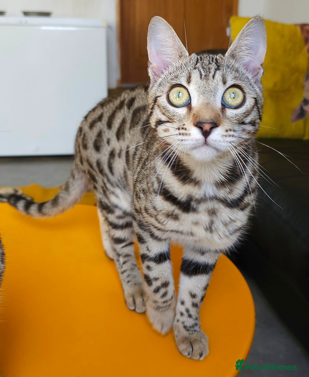 Bengal cats for sale: Gorgeous Brown Rosetted Boy Available  - Advert 1