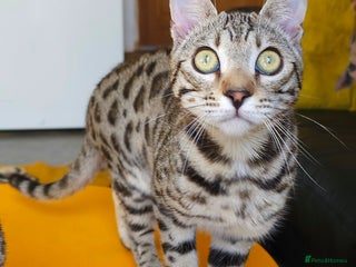Bengal cats Gorgeous Brown Rosetted Boy Available - Advert 11
