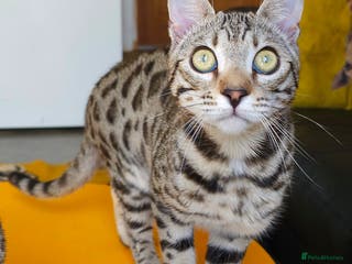 Bengal cats Gorgeous Brown Rosetted Boy Available - Advert 14
