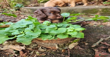 Cocker Spaniel dogs - Advert 16