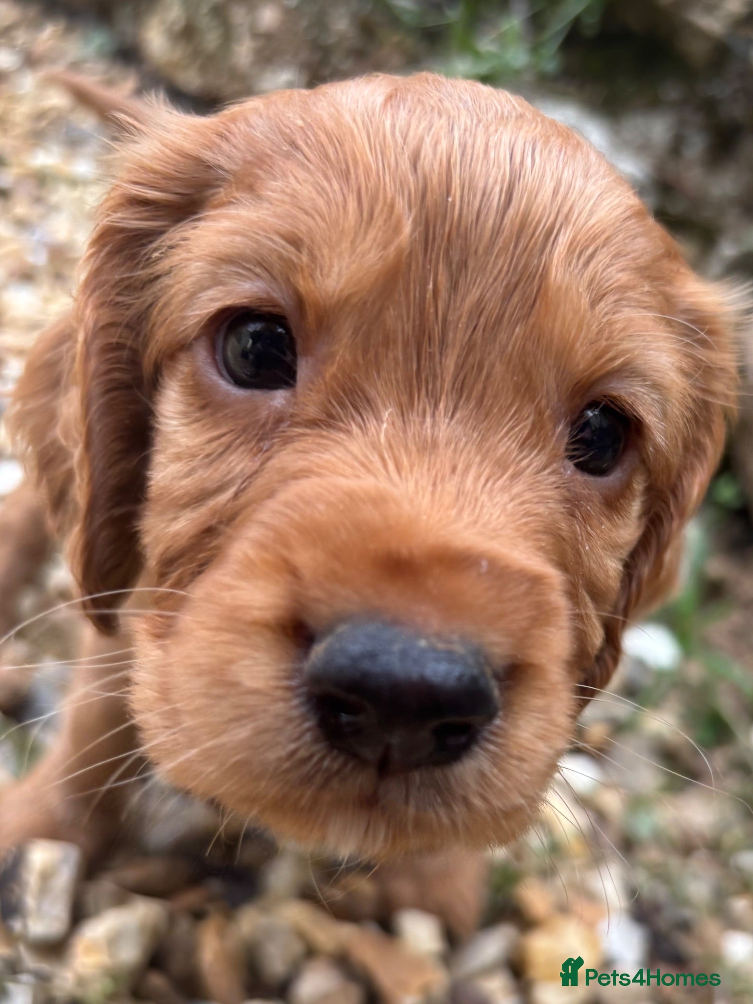 Cocker Spaniel dogs Cocker Spaniel Puppies - Advert 1