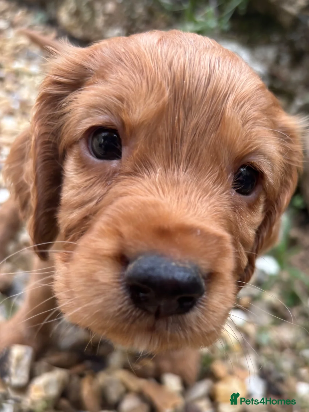 Cocker Spaniel dogs for sale: Cocker Spaniel Puppies - Advert 1