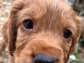 Cocker Spaniel dogs Cocker Spaniel Puppies - Advert 1