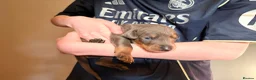 Dobermann dogs for sale: 7 Beautiful Dobermann puppies of mixed colours. in Reading - Advert 7