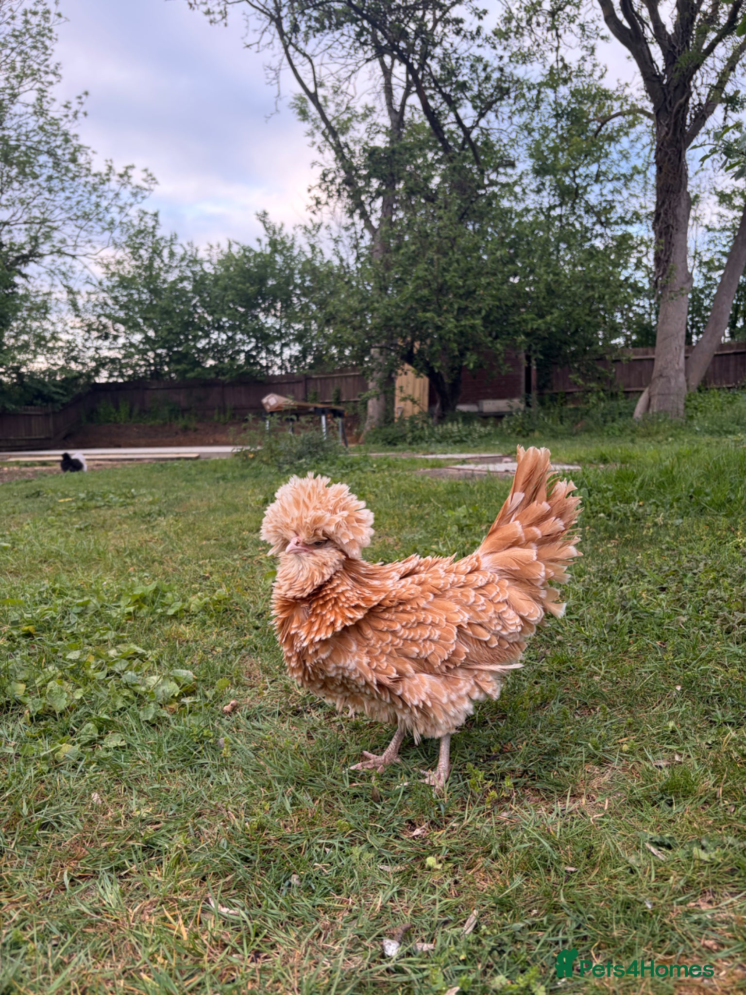 Chickens poultry for sale: Mixed Hatching Eggs  - Advert 10