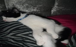 British Shorthair cats for sale: Male British short haired kitten 6months old - Advert 4