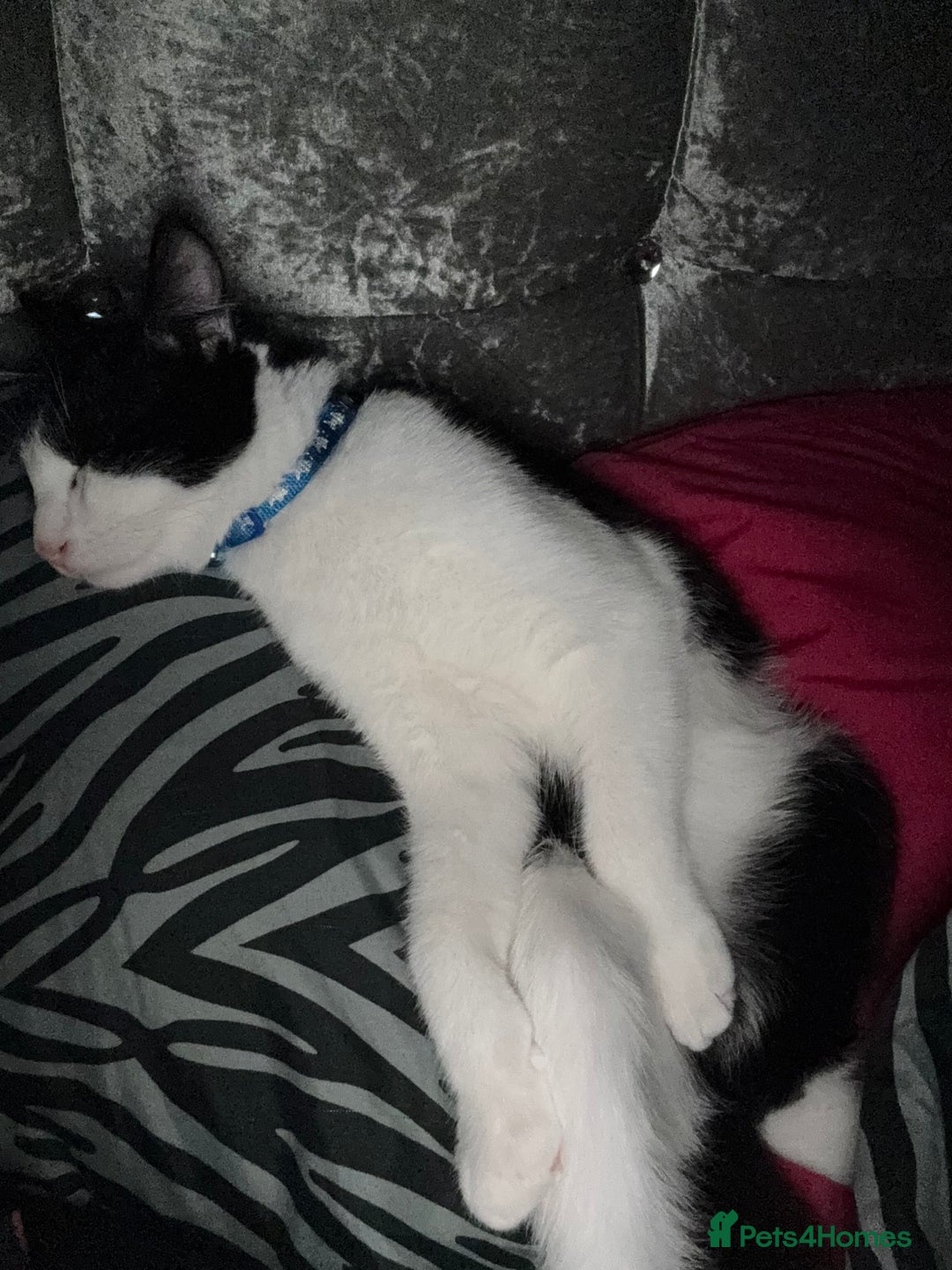 British Shorthair cats for sale: Male British short haired kitten 6months old - Advert 4