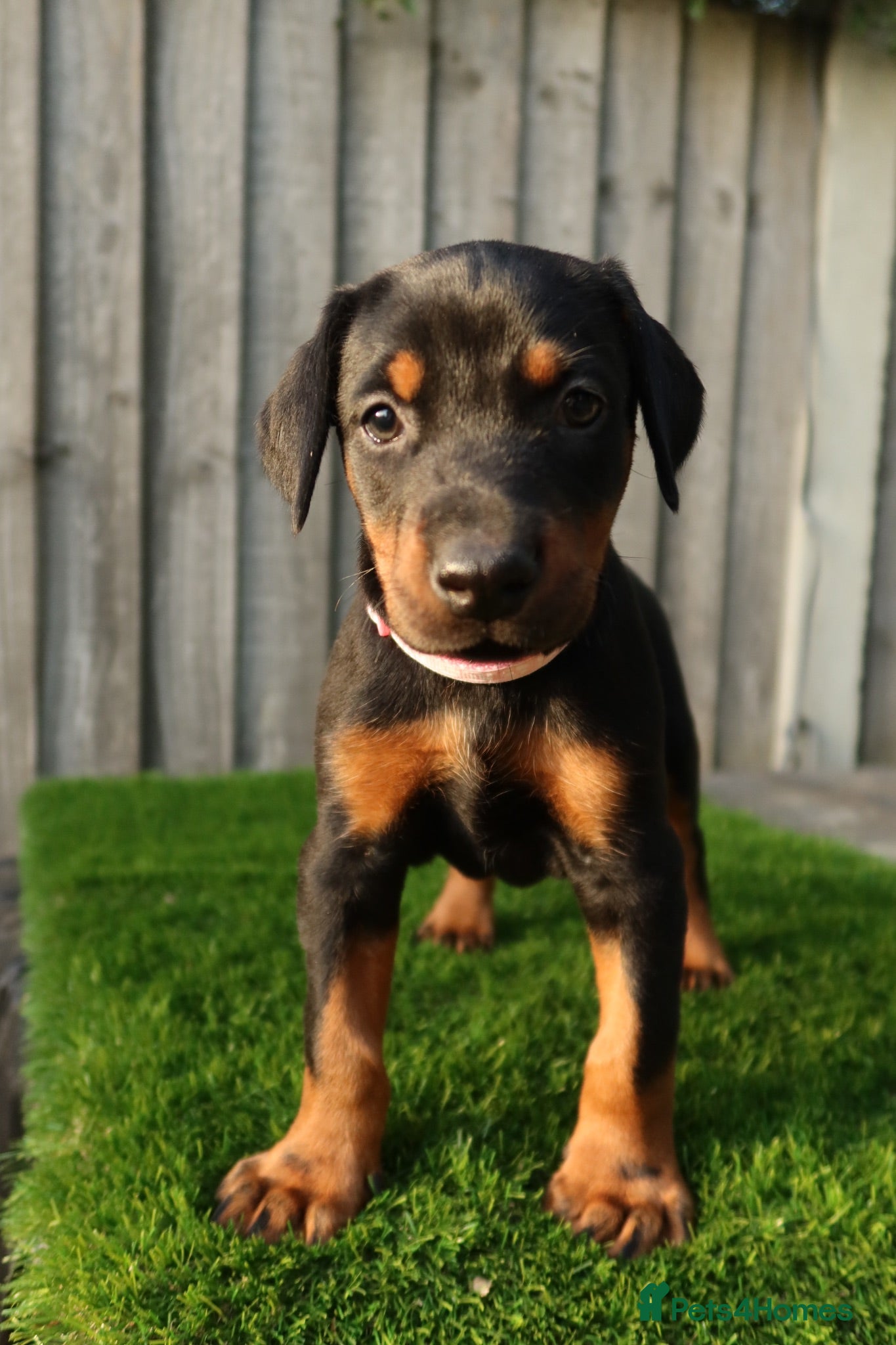 Dobermann dogs Quality European Dobermanns - 1 Female Remaining - Advert 1