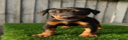 Dobermann dogs for sale: Quality European Dobermann Puppies - 2 Remaining - Advert 29