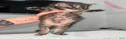 Maine Coon cats for sale: TICA REGISTERED MAINE COON KITTENS  - Advert 12