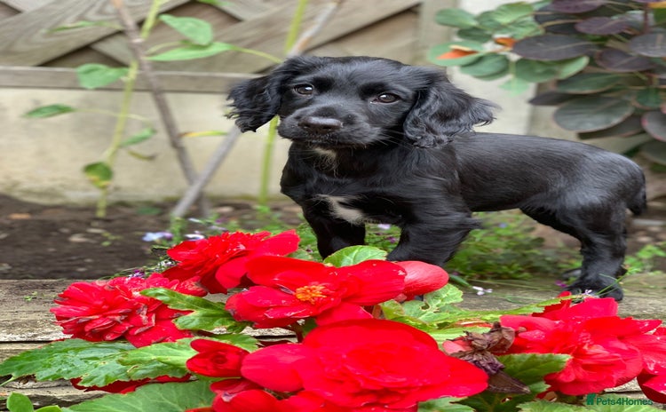 Cocker Spaniel dogs - Advert 14