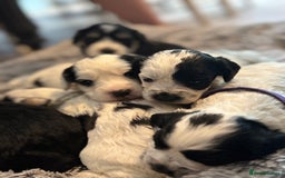 Cockapoo dogs for sale: F1 cockapoos beautiful litter 5 left* - Image 28