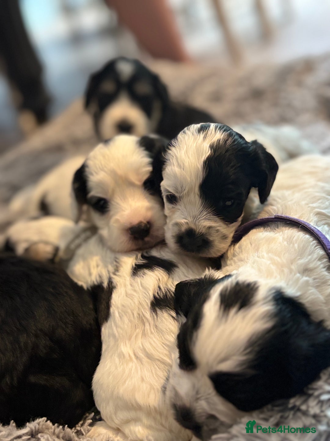 Cockapoo dogs for sale: F1 cockapoos beautiful litter 5 left* - Image 28