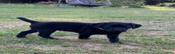 Labrador Retriever dogs for sale: Puppys For Forever Homes - Advert 15