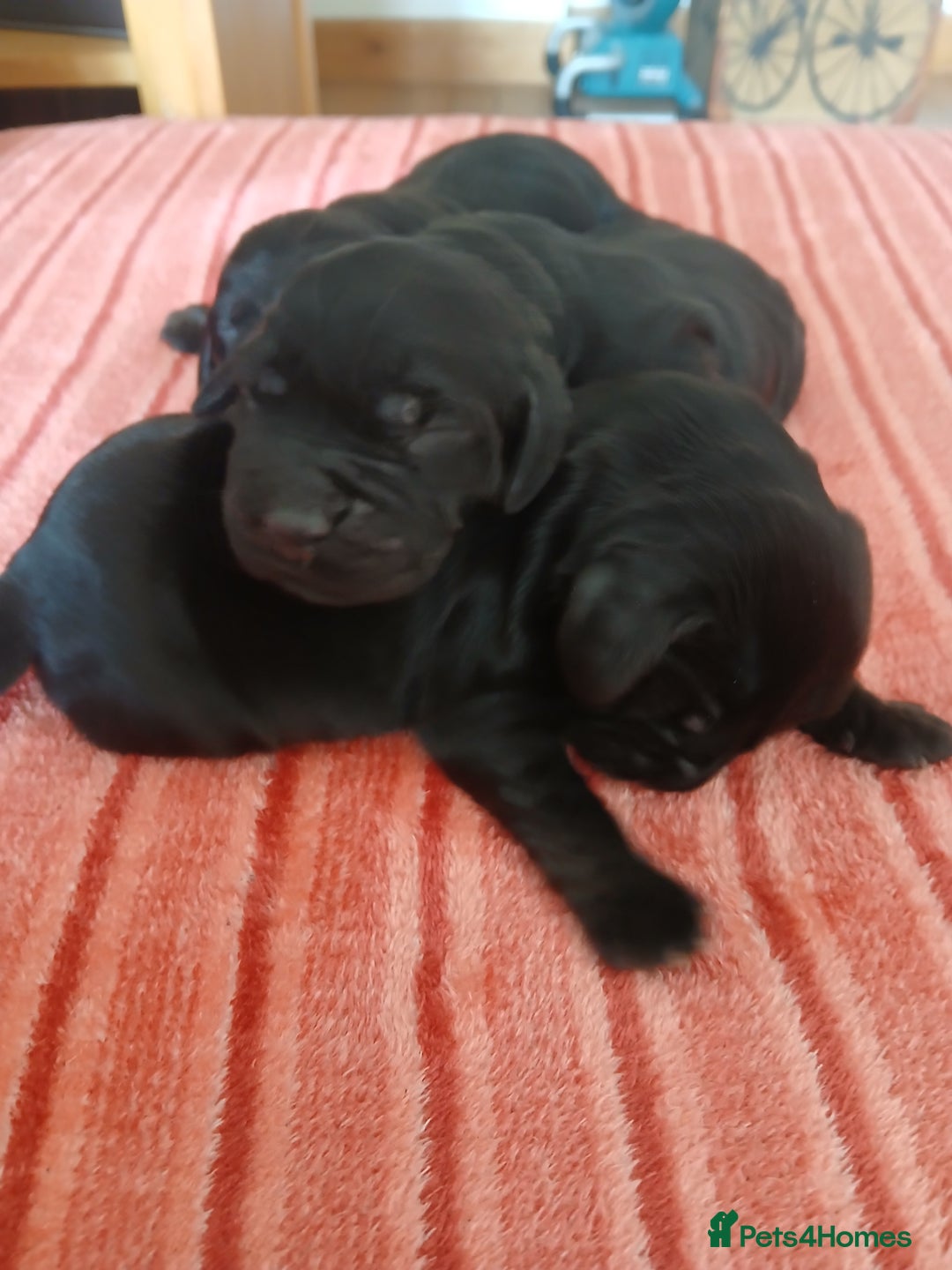Cocker Spaniel dogs for sale: Cocker Spaniel puppies  - Image 6