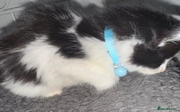 Mixed Breed cats for sale: Semi-longer hair calico  - Image 4