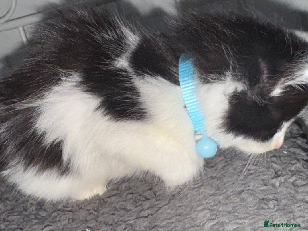 Mixed Breed cats for sale: Semi-longer hair calico  - Image 4