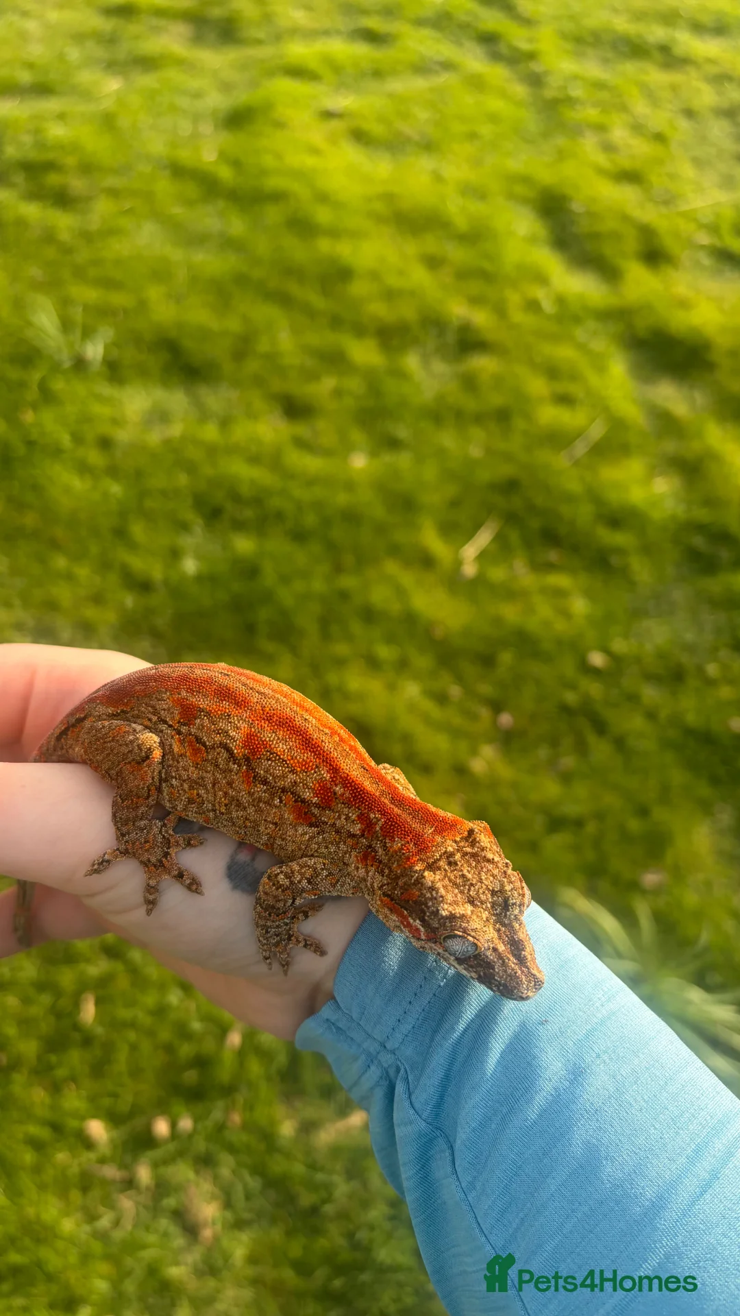 Gecko reptiles for sale: PET ONLY - Advert 2