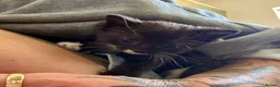 British Shorthair cats for sale: Five gorgeous soft kittens  - Advert 4