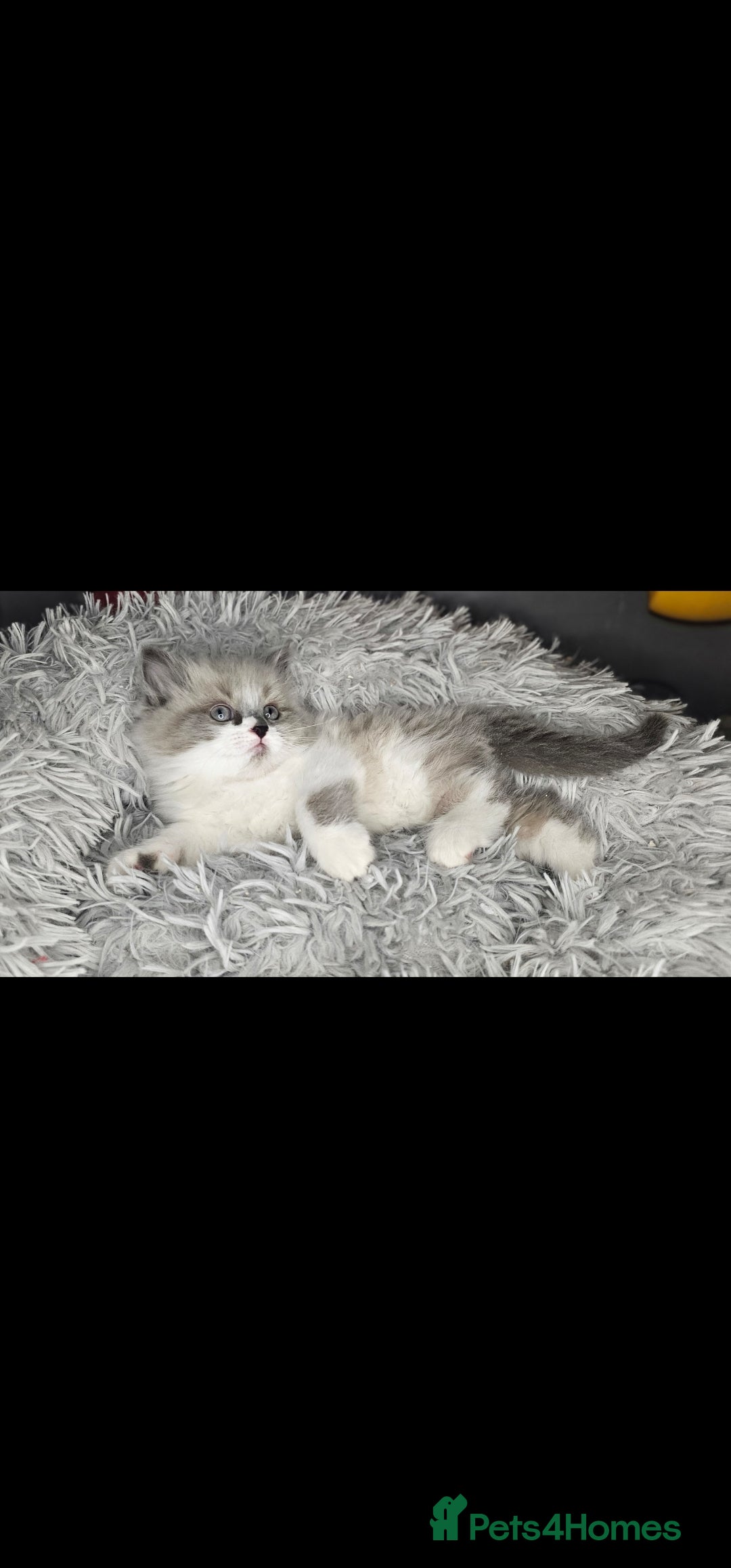 Ragdoll cats for sale: Girl ragdoll  - Advert 4