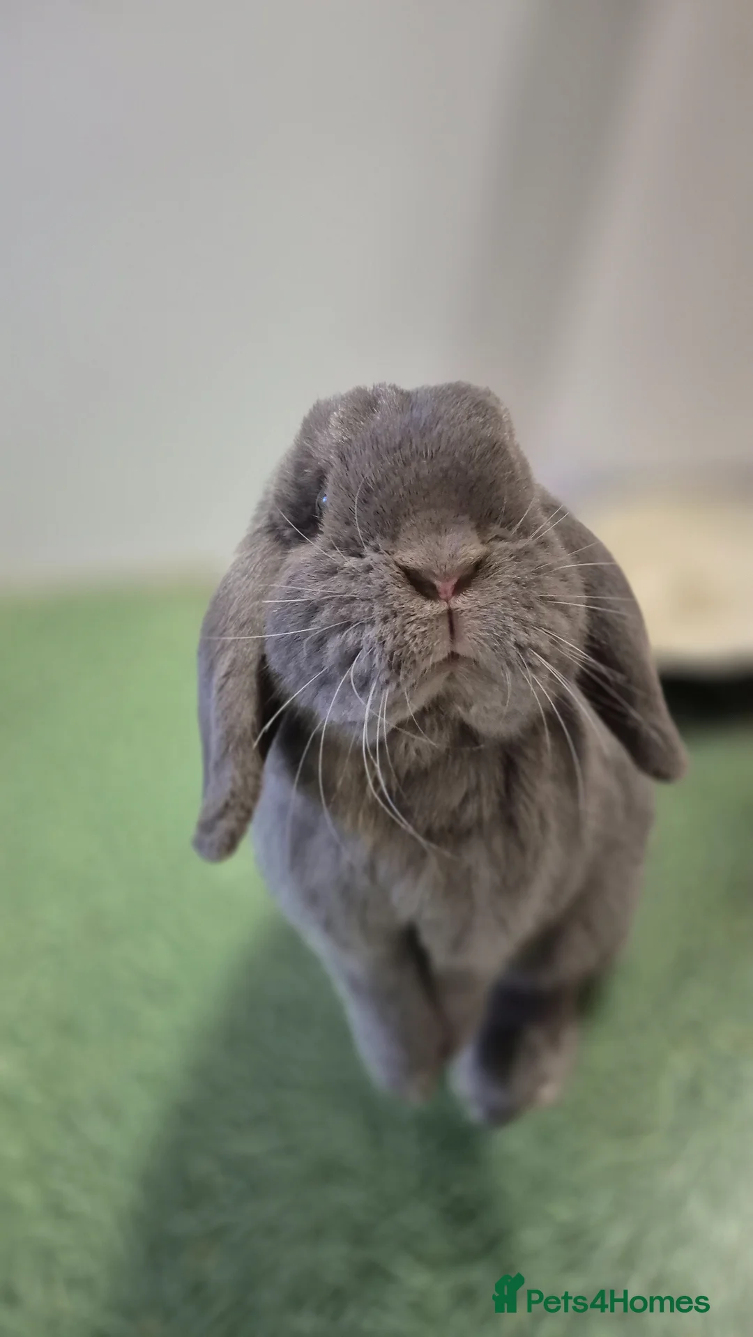 Mini Lop rabbits for sale: Bonded mini lops, neutered & Vaccinated  - Advert 2
