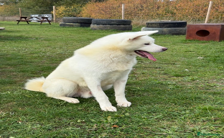 Japanese Akita Inu dogs - Advert 8