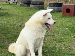 Japanese Akita Inu dogs - Advert 3