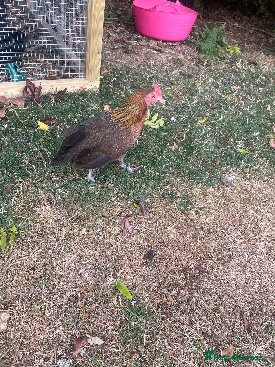 Chickens poultry for sale: Three lovely ladies  - Image 1