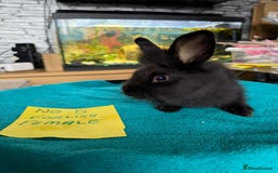 English rabbits for sale: Rabbits for sale , various sexes avaliable  - Image 9